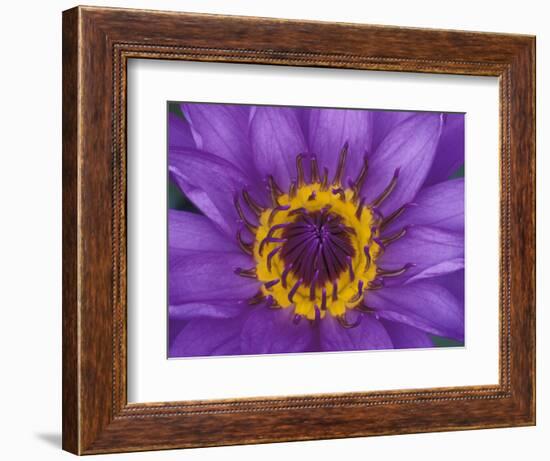 Purple and Yellow Lotus Flower, Bangkok, Thailand-Merrill Images-Framed Photographic Print