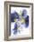 Purple and Yellow Pansies-Joerg Lehmann-Framed Photographic Print