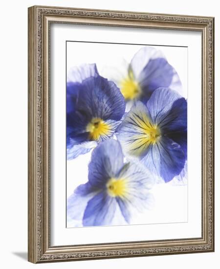 Purple and Yellow Pansies-Joerg Lehmann-Framed Photographic Print