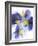 Purple and Yellow Pansies-Joerg Lehmann-Framed Photographic Print