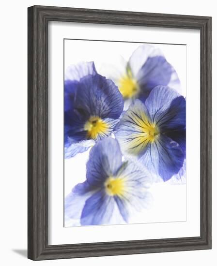 Purple and Yellow Pansies-Joerg Lehmann-Framed Photographic Print