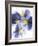 Purple and Yellow Pansies-Joerg Lehmann-Framed Photographic Print