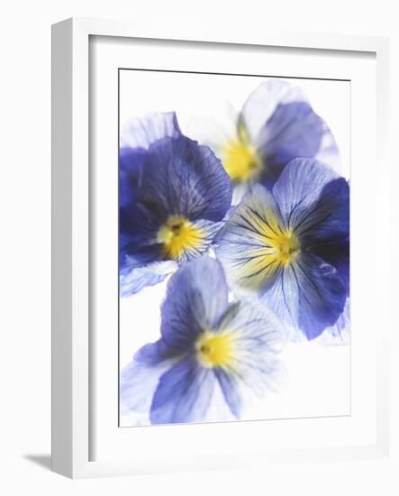 Purple and Yellow Pansies-Joerg Lehmann-Framed Photographic Print