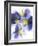 Purple and Yellow Pansies-Joerg Lehmann-Framed Photographic Print