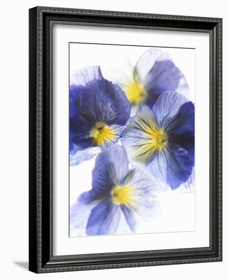 Purple and Yellow Pansies-Joerg Lehmann-Framed Photographic Print