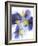 Purple and Yellow Pansies-Joerg Lehmann-Framed Photographic Print