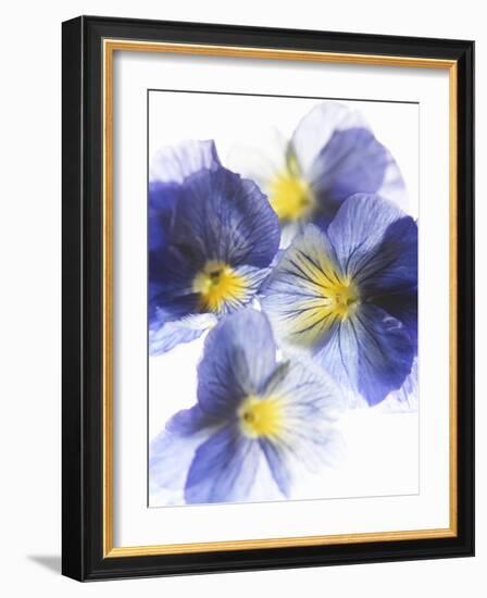 Purple and Yellow Pansies-Joerg Lehmann-Framed Photographic Print