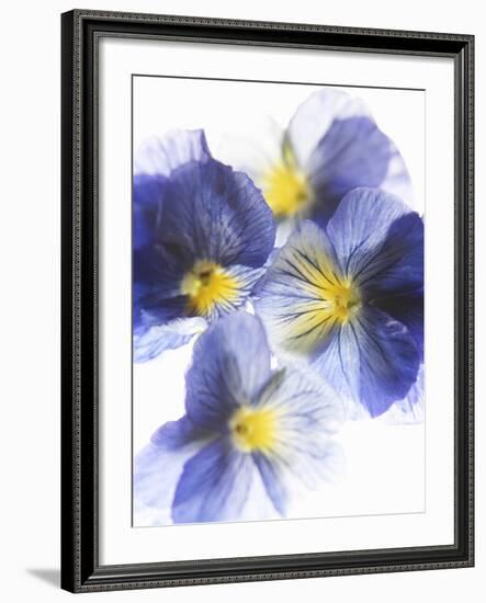 Purple and Yellow Pansies-Joerg Lehmann-Framed Photographic Print