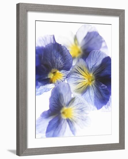 Purple and Yellow Pansies-Joerg Lehmann-Framed Photographic Print