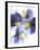 Purple and Yellow Pansies-Joerg Lehmann-Framed Photographic Print