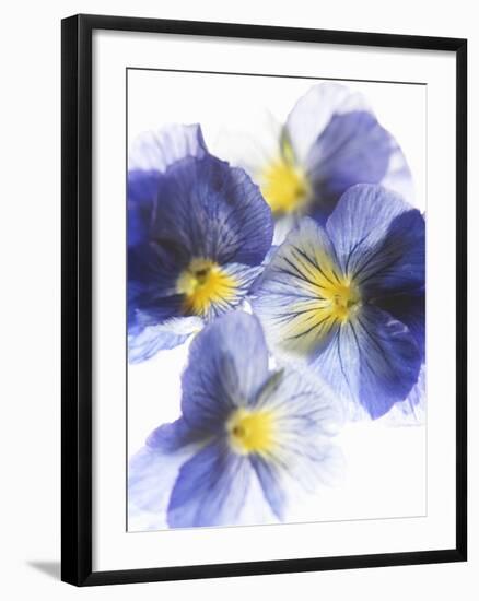 Purple and Yellow Pansies-Joerg Lehmann-Framed Photographic Print