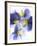 Purple and Yellow Pansies-Joerg Lehmann-Framed Photographic Print