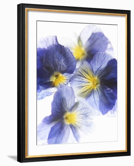 Purple and Yellow Pansies-Joerg Lehmann-Framed Photographic Print