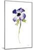 Purple Anemone IV-Shirley Novak-Mounted Art Print