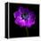 Purple Anemones Heart-Magda Indigo-Framed Premier Image Canvas