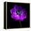 Purple Anemones Heart-Magda Indigo-Framed Premier Image Canvas