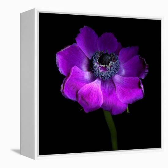 Purple Anemones Heart-Magda Indigo-Framed Premier Image Canvas