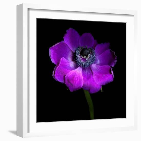 Purple Anemones Heart-Magda Indigo-Framed Photographic Print