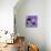 Purple Anemones on Blue-Tom Quartermaine-Giclee Print displayed on a wall