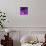Purple Anemones-Magda Indigo-Photographic Print displayed on a wall