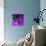 Purple Anemones-Magda Indigo-Photographic Print displayed on a wall