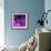 Purple Anemones-Magda Indigo-Framed Photographic Print displayed on a wall