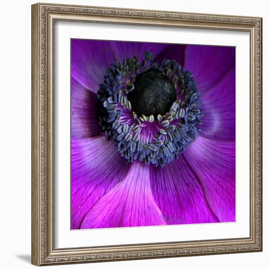 Purple Anemones-Magda Indigo-Framed Photographic Print