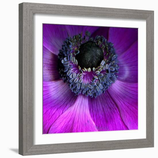 Purple Anemones-Magda Indigo-Framed Photographic Print