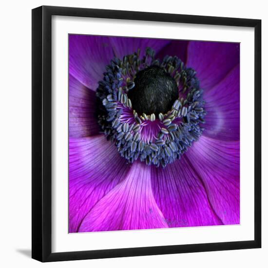 Purple Anemones-Magda Indigo-Framed Photographic Print