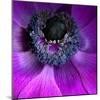 Purple Anemones-Magda Indigo-Mounted Photographic Print