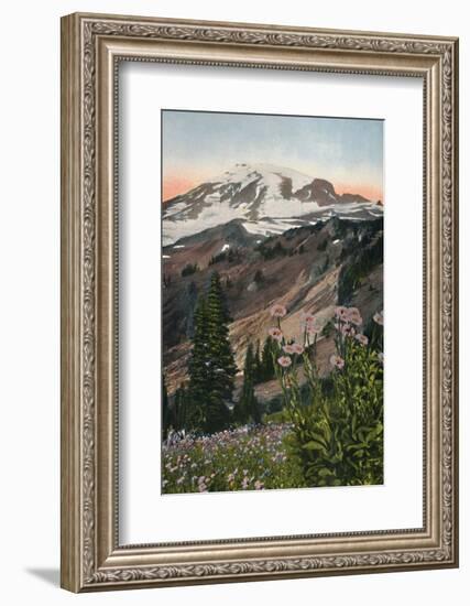 'Purple Asters, in Mount Rainier National Park', c1916-Asahel Curtis-Framed Photographic Print