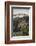 'Purple Asters, in Mount Rainier National Park', c1916-Asahel Curtis-Framed Photographic Print