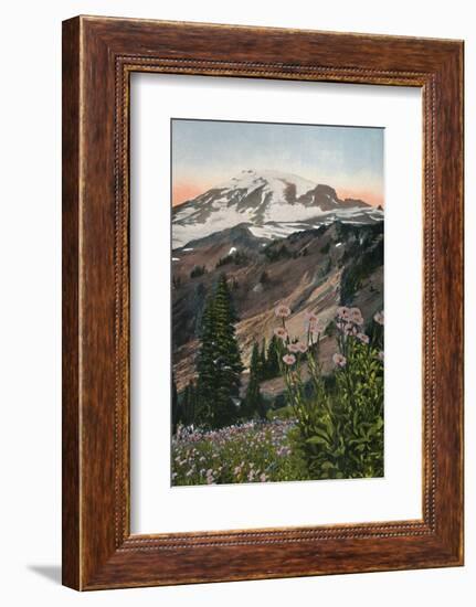 'Purple Asters, in Mount Rainier National Park', c1916-Asahel Curtis-Framed Photographic Print