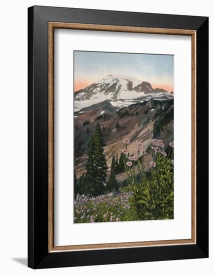 'Purple Asters, in Mount Rainier National Park', c1916-Asahel Curtis-Framed Photographic Print