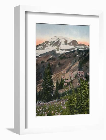 'Purple Asters, in Mount Rainier National Park', c1916-Asahel Curtis-Framed Photographic Print