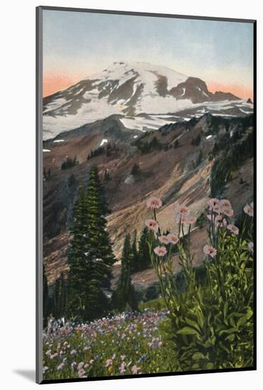 'Purple Asters, in Mount Rainier National Park', c1916-Asahel Curtis-Mounted Photographic Print