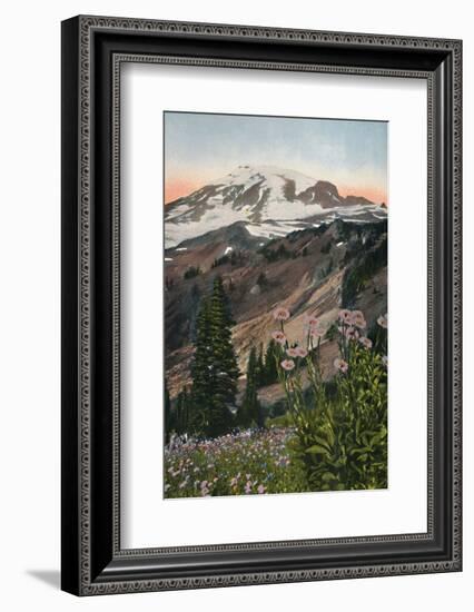 'Purple Asters, in Mount Rainier National Park', c1916-Asahel Curtis-Framed Photographic Print