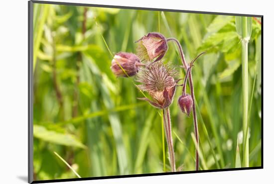 purple avens, Geum rivale, Murnau, Bavaria, Germany-Christian Zappel-Mounted Photographic Print