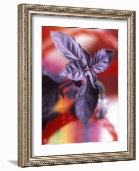 Purple Basil Plant (Ocimum Basilicum Purpurascens)-null-Framed Photographic Print