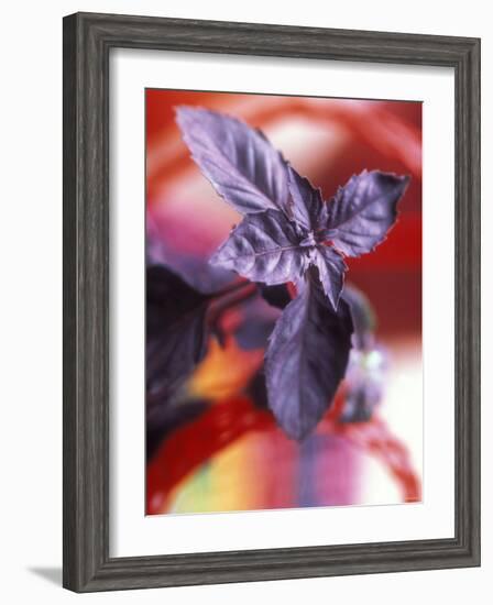 Purple Basil Plant (Ocimum Basilicum Purpurascens)-null-Framed Photographic Print