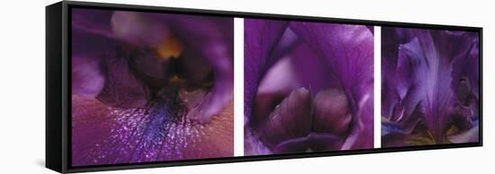 Purple Bearded Iris Triptych-Anna Miller-Framed Premier Image Canvas