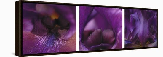 Purple Bearded Iris Triptych-Anna Miller-Framed Premier Image Canvas