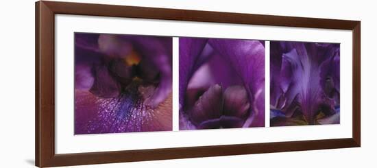 Purple Bearded Iris Triptych-Anna Miller-Framed Photographic Print