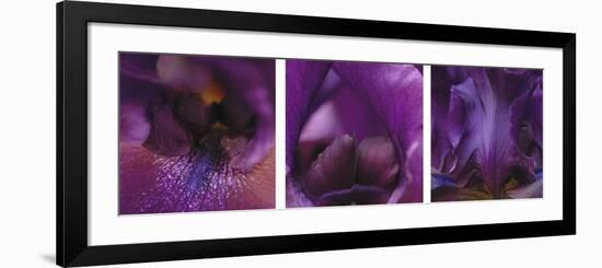 Purple Bearded Iris Triptych-Anna Miller-Framed Photographic Print