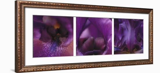 Purple Bearded Iris Triptych-Anna Miller-Framed Photographic Print