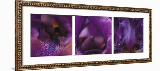 Purple Bearded Iris Triptych-Anna Miller-Framed Photographic Print