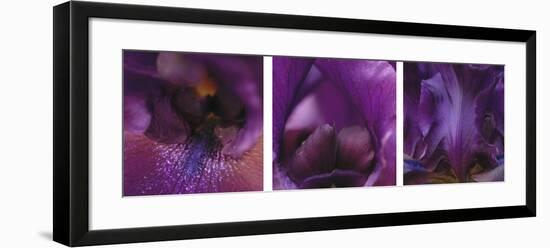 Purple Bearded Iris Triptych-Anna Miller-Framed Photographic Print