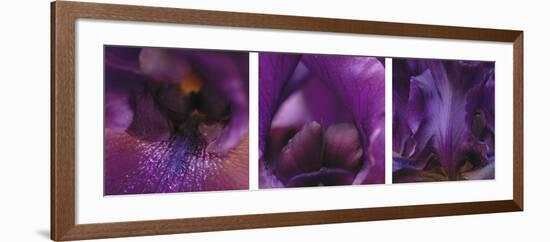 Purple Bearded Iris Triptych-Anna Miller-Framed Photographic Print