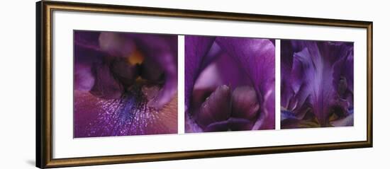 Purple Bearded Iris Triptych-Anna Miller-Framed Photographic Print