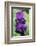 Purple Bearded Iris-Angela Marsh-Framed Photographic Print
